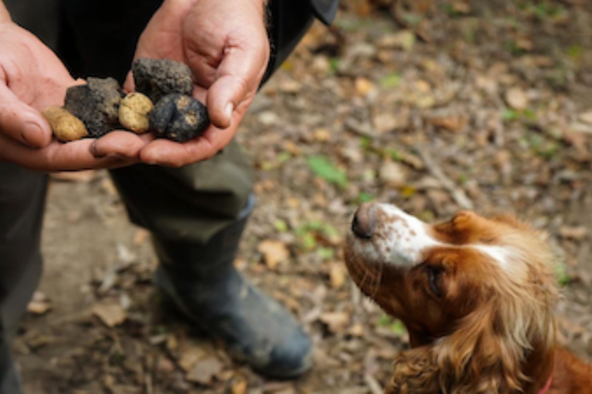 Truffle-Hunting-in-the-Valpolicella-Hills_header